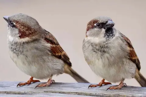 Co lubią wróble? Odkryj ich dietę i uniknij błędów!
