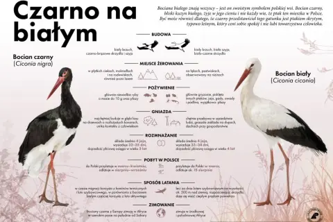 Znalazłeś bociana? Czym go nakarmić i gdzie szukać pomocy