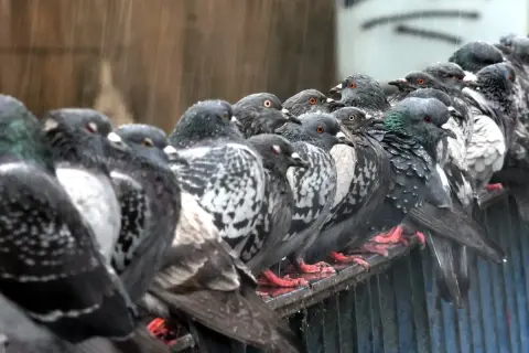 Rząd gołębi siedzących na barierce w deszczu.