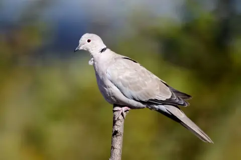 Siedzący na gałęzi ptak podobny do gołębia, z charakterystycznym czarnym obrzeżeniem na szyi i czerwonym okiem.