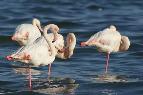 Różowe flamingi w wodzie, których kolor wynika z diety. Ich pióra mienią się odcieniem różu, co jest fascynującym zjawiskiem.