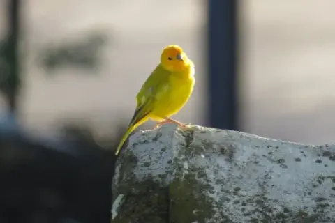 Kanarek się pierzy? Kiedy to naturalne, a kiedy alarm?