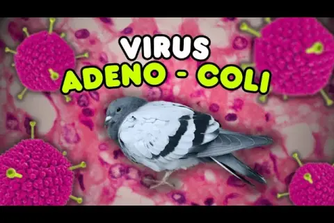 Adeno-Coli u gołębi: Dieta i suplementacja ratunkowa. Poradnik.