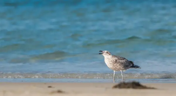 Młoda mewa stoi na brzegu plaży, w tle błękitne morze. Ptaki nad Bałtykiem często można spotkać w takich miejscach.