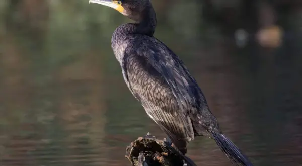 Czarny kormoran z żółtą plamą przy dziobie siedzi na kawałku drewna w wodzie.