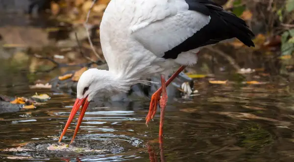 Bocian z długim, czerwonym dziobem pochyla się nad wodą, szukając pożywienia. To znak, że bociany wracają do Polski.