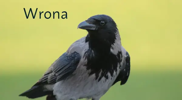 Szara wrona z czarną głową i skrzydłami, na tle zieleni.