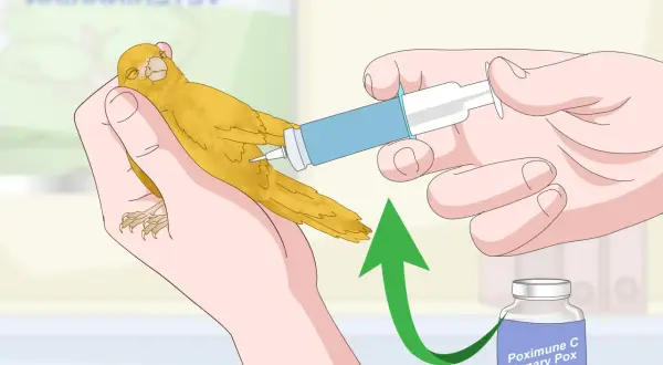 Ręka podaje kanarkowi zastrzyk z fiolki z napisem "Poximune C Canary Pox Vaccine".