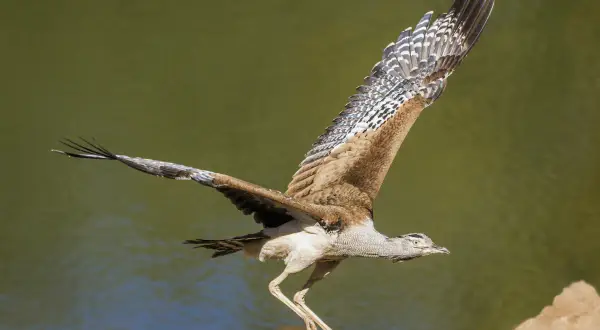 Wielki ptak, najcięższy ptak latający, wzbija się w powietrze nad wodą.