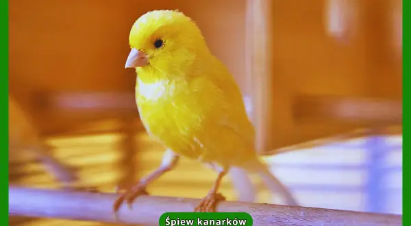 Żółty kanarek siedzi na gałęzi.