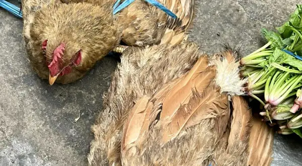 Dwie kury z niepokojącymi objawami ptasiej grypy, związane niebieską taśmą, leżą na ziemi obok pęczka zielonych warzyw.