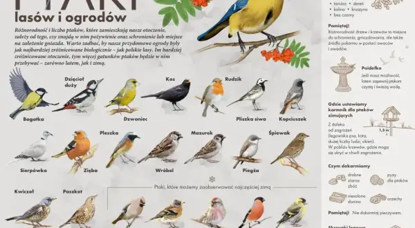 Bogactwo popularnych ptaków polskich: bogatka, dzięcioł duży, kos, rudzik, modraszka i inne. Poznaj je i zadbaj o ich zimowe dokarmianie.