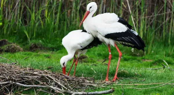Co je bocian biały? Odkryj zaskakujące menu to nie tylko żaby!