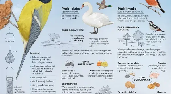 Czym karmić małego wróbla? Dieta ratunkowa i błędy, których unikać