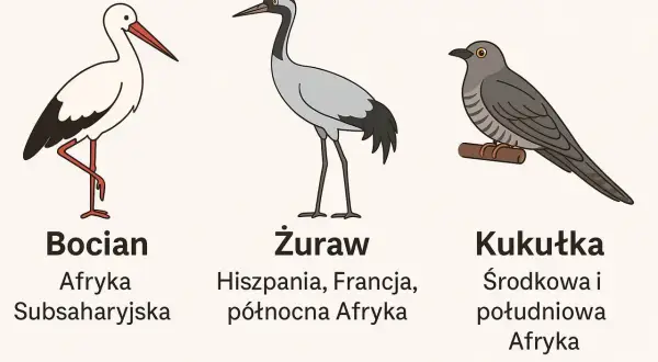 Ilustracja przedstawia bociana, żurawia i kukułkę, pokazując jakie ptaki odlatują na zimę do Afryki.