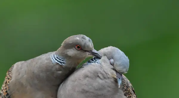 Dwa dzikie gołębie blisko siebie, jeden czule dotyka drugiego.