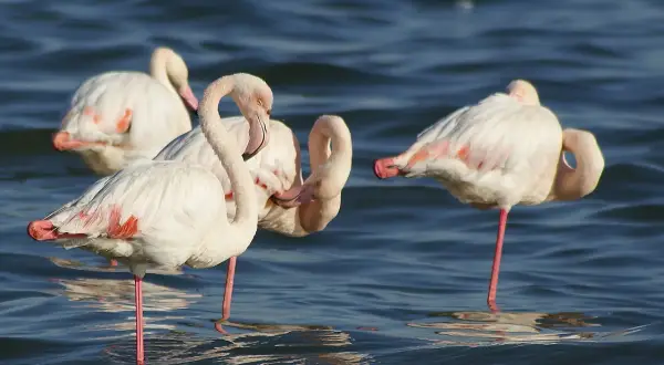 Różowe flamingi w wodzie, których kolor wynika z diety. Ich pióra mienią się odcieniem różu, co jest fascynującym zjawiskiem.