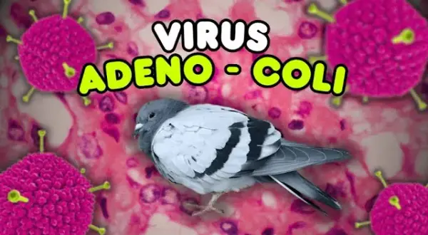 Adeno-Coli u gołębi: Dieta i suplementacja ratunkowa. Poradnik.