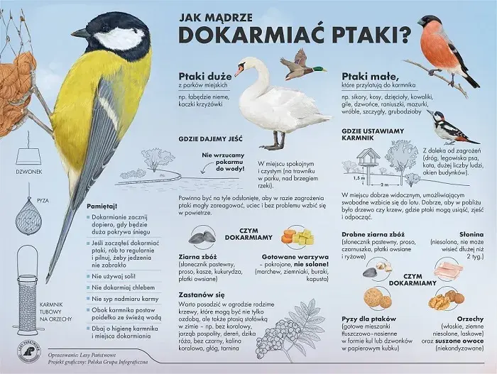Czym karmić małego wróbla? Dieta ratunkowa i błędy, których unikać