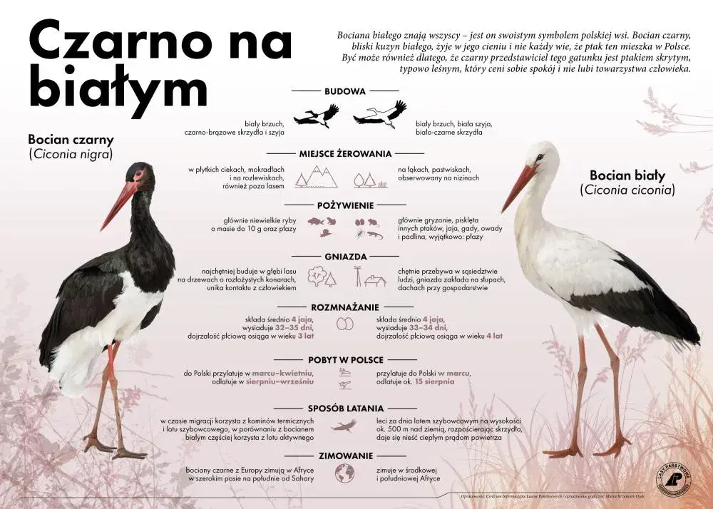 Znalazłeś bociana? Czym go nakarmić i gdzie szukać pomocy