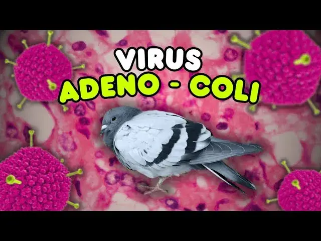 Adeno-Coli u gołębi: Dieta i suplementacja ratunkowa. Poradnik.