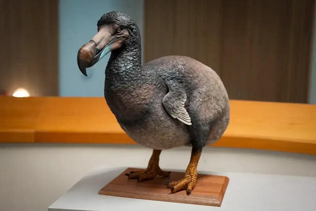 Wymarłe ptaki nielotne - dodo, moa i lekcja z ich historii