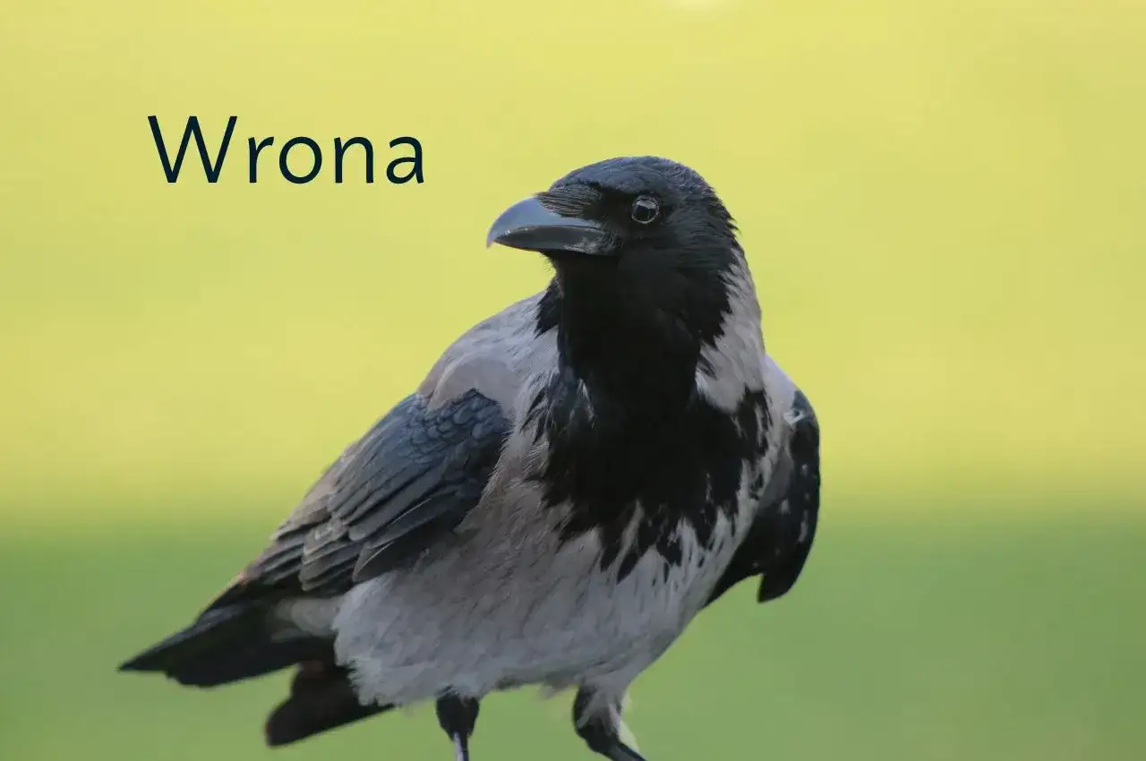 Kruk i wrona siwa - jak je odróżnić w terenie?