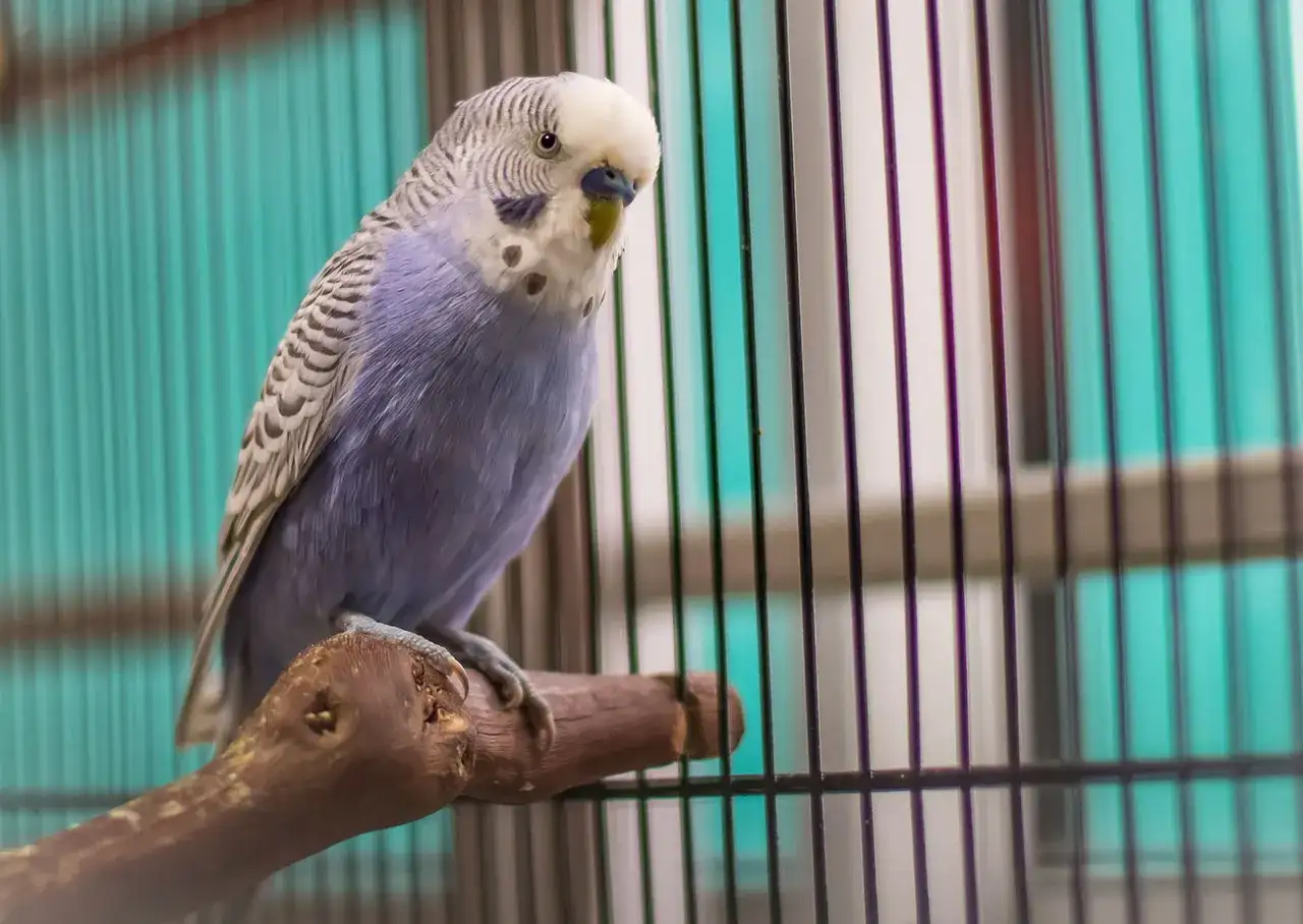 Gatunki papug - które naprawdę pasują do twojego domu?