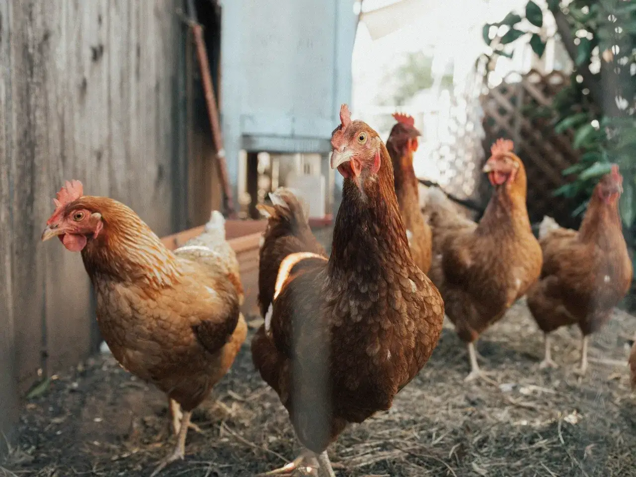 Stado kur zielononóżek w kurniku. Kilka brązowych kur z czerwonymi grzebieniami stoi na ściółce.