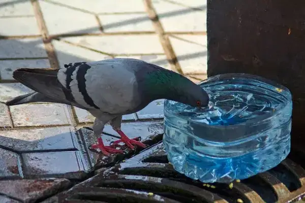 gołąb pije wodę z poidła, gołębie w gołębniku
