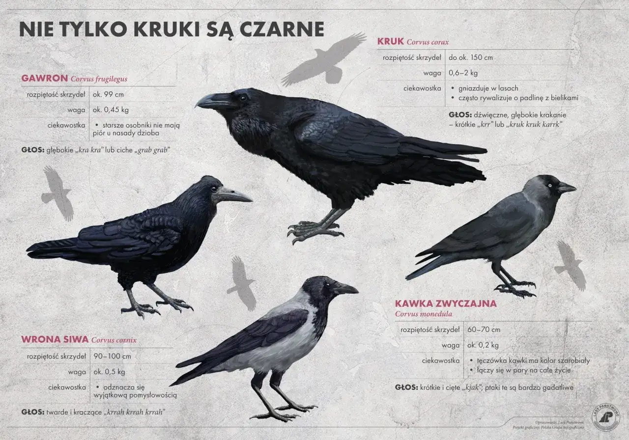 Ilustracja przedstawia kruka, gawrona, wronę siwą i kawkę. Króluje tu kruk, a obok niego wrona siwa i gawron.