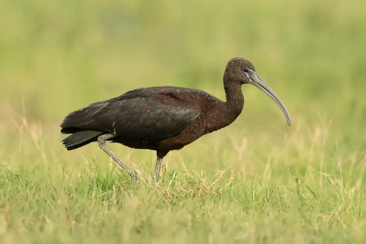 Ciemny ibis z zakrzywionym dziobem przemierza zieloną łąkę, szukając pożywienia.