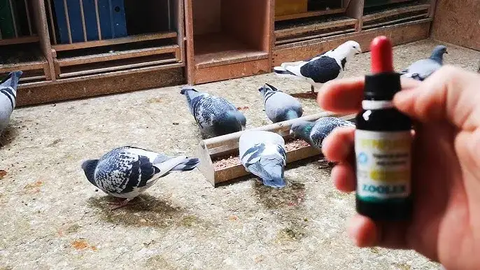 gołąb z rzęsistkowicą gardło żółte naloty