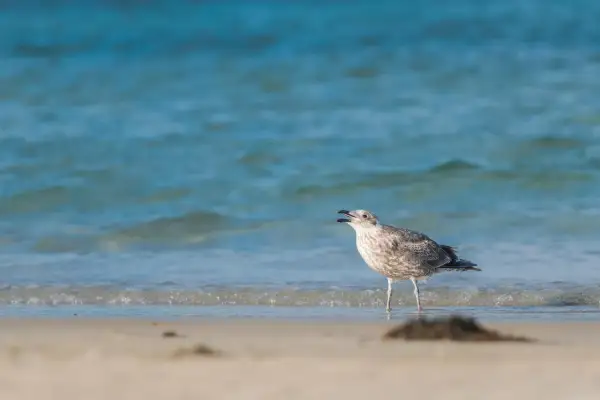 Młoda mewa stoi na brzegu plaży, w tle błękitne morze. Ptaki nad Bałtykiem często można spotkać w takich miejscach.