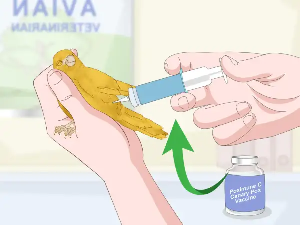 Ręka podaje kanarkowi zastrzyk z fiolki z napisem "Poximune C Canary Pox Vaccine".