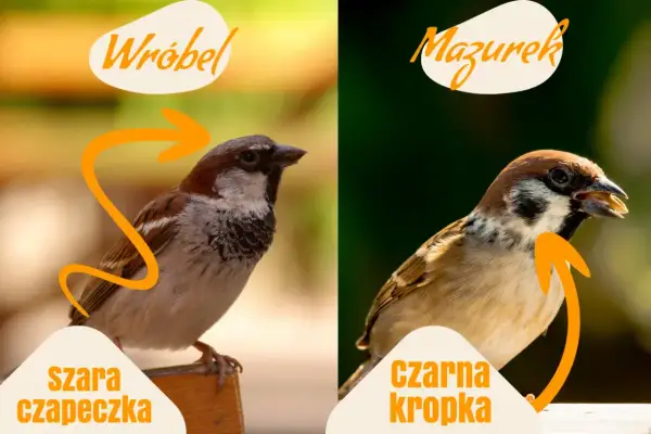 Wróbel z szarą czapeczką i mazurek z czarną kropką na szyi, dwa podobne ptaki.