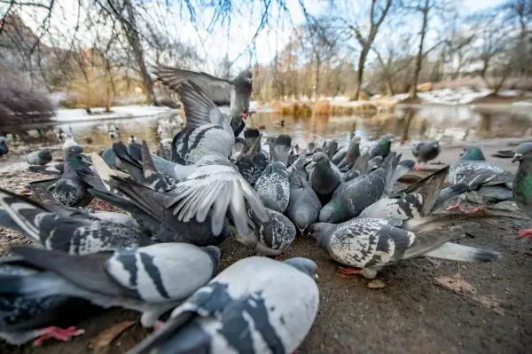 Stado gołębi jedzących na ziemi, z wodą i drzewami w tle.