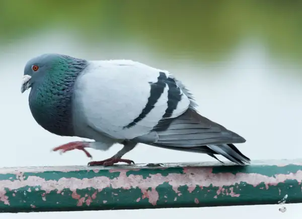 Gołąb miejski z zielonym połyskiem na szyi, siedzący na zielonej, zniszczonej poręczy.