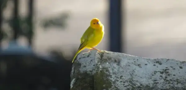 Kanarek się pierzy? Kiedy to naturalne, a kiedy alarm?